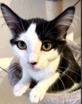 Fuzzy -  Domestic Medium Hair Cat for Adoption in Phoenix, Arizona - Fuzzy | PetCurious