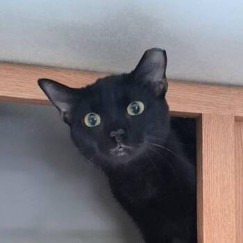 Domestic Short Hair Cats Available for Adoption in Charleston, South Carolina - Rose Aka Munchkin | PetCurious