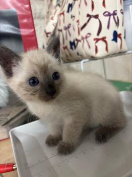 Siamese Cats Available for Adoption in Corpus Christi, Texas - Petunia | PetCurious