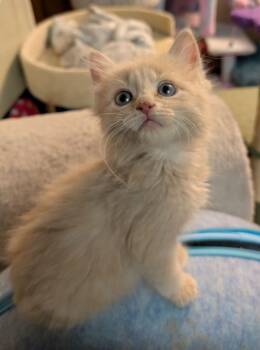 Domestic Long Hair Cats Available for Adoption - Jimmy | PetCurious