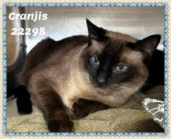 CRANJIS see also JIJI -  Siamese Cat for Adoption in Marietta, Georgia - CRANJIS See Also JIJI | PetCurious