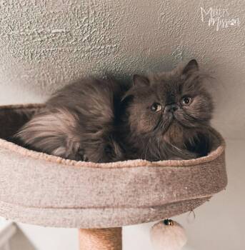 Princess Donut the Queen Ann Chonk -  Persian Cat for Adoption in Spokane, Washington - Princess Donut The Queen Ann Chonk | PetCurious