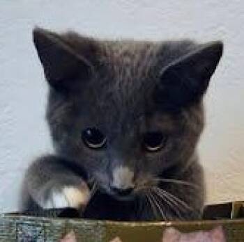 Rescue Domestic Short Hair Cats for Adoption in Sacramento, California - Tempurra | PetCurious