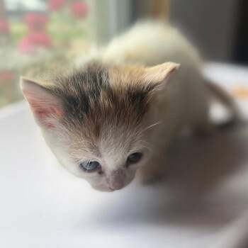 Domestic Short Hair Cats Available for Adoption in Corinth, Mississippi - Taffy | PetCurious