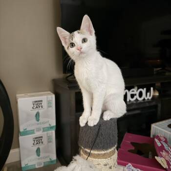 Domestic Short Hair Cats Available for Adoption - Juliette | PetCurious