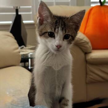 Xavier -  Domestic Short Hair Cat Available for Adoption in Denver, Colorado - Xavier | PetCurious