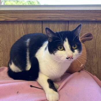 Lunabelle -  Domestic Short Hair Cat for Adoption in Linden, New Jersey - Lunabelle | PetCurious