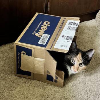 Hissel -  Domestic Short Hair Cat for Adoption in Danbury, Connecticut - Hissel | PetCurious
