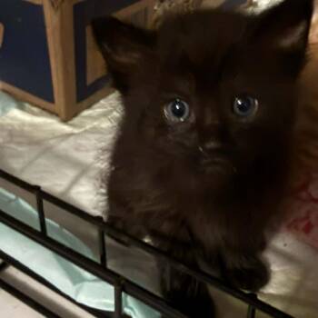 Albus -  Domestic Short Hair Cat Available for Adoption in Johnstown, Pennsylvania - Albus | PetCurious