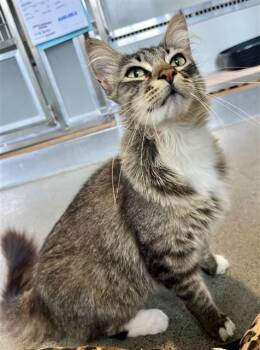 Domestic Medium Hair Cats Available for Adoption in San Francisco, California - MALUMA | PetCurious