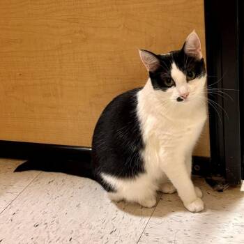 Mochi fka Hollis LH (Petsmart Taylors Adoption Center) -  Domestic Short Hair Cat for Adoption in Greenville, South Carolina - Mochi Fka Hollis LH (Petsmart Taylors Adoption Center) | PetCurious