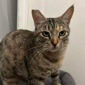 Domestic Short Hair Cats Available for Adoption in Hemet, California - Indie | PetCurious