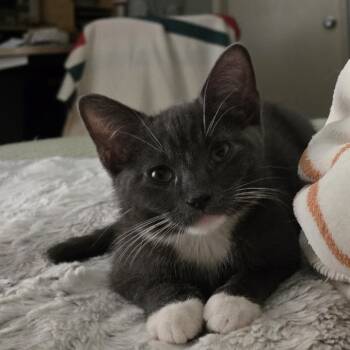 Rescue Domestic Short Hair Cats for Adoption in Long Beach, California - Seymour | PetCurious