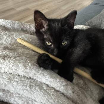Jasper -  Domestic Short Hair Cat for Adoption in San Tan Valley, Arizona - Jasper | PetCurious