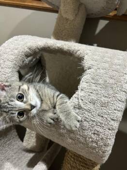 Aspyn -  Domestic Short Hair Cat for Adoption in Duxbury, Massachusetts - Aspyn | PetCurious