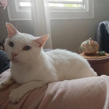 Alpaca -  Domestic Short Hair Cat for Adoption in Baltimore, Maryland - Alpaca | PetCurious
