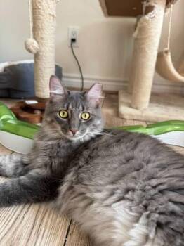 Rescue Tabby and Domestic Long Hair Cats for Adoption in Red Hook, New York - Giblets | PetCurious