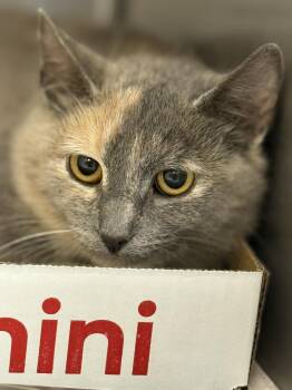 Domestic Short Hair Cats Available for Adoption in Orange, Virginia - Tanya | PetCurious