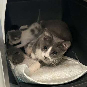 Fluffy -  Domestic Medium Hair Cat for Adoption in Bel Air, Maryland - Fluffy | PetCurious
