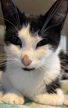 April -  Domestic Short Hair Cat for Adoption in Moline, Illinois - April | PetCurious
