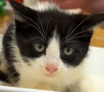 JUDE -  Domestic Short Hair Cat Available for Adoption in Elizabethton, Tennessee - JUDE | PetCurious