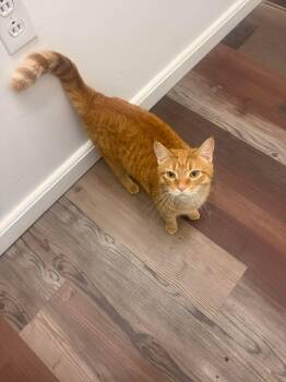 Tabby Cats Available for Adoption - Copper | PetCurious