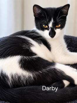 Darby -  Domestic Short Hair Cat for Adoption in Oviedo, Florida - Darby | PetCurious