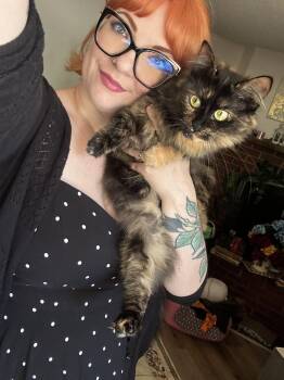 Tortoiseshell and Domestic Long Hair Cats Available for Adoption in Hillsboro, Oregon - MOCHI #1874 - Offered By Owner- Tortie Girl | PetCurious