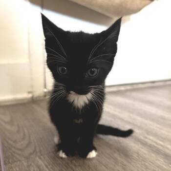 Domestic Short Hair Cats Available for Adoption in Long Beach, California - Kayla | PetCurious