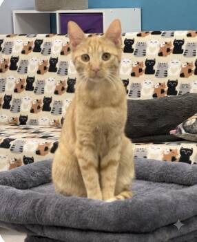 Ophelia -  Domestic Short Hair Cat for Adoption in Newtown Square, Pennsylvania - Ophelia | PetCurious