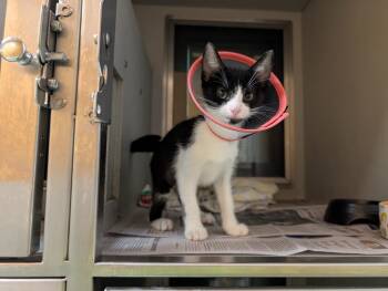 Jade -  Domestic Short Hair Cat for Adoption in Rowlett, Texas - Jade | PetCurious