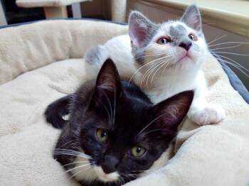 Ratthi and Mensah -  Domestic Short Hair Cat for Adoption in Seattle, Washington - Ratthi And Mensah | PetCurious