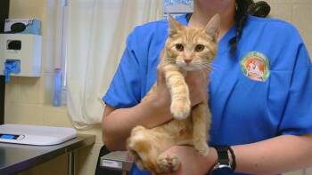 GRETCHEN -  Domestic Short Hair Cat for Adoption in Cookeville, Tennessee - GRETCHEN | PetCurious
