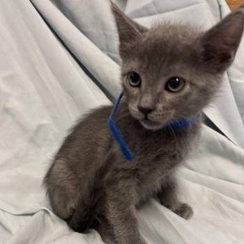Domestic Short Hair Cats Available for Adoption in Richmond, California - BENNY | PetCurious