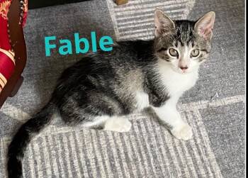 Fable -  Domestic Short Hair Cat for Adoption in Muskegon, Michigan - Fable | PetCurious