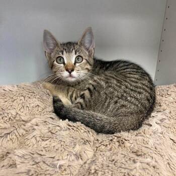 Ford -  Domestic Short Hair Cat for Adoption in Duncan, Oklahoma - Ford | PetCurious