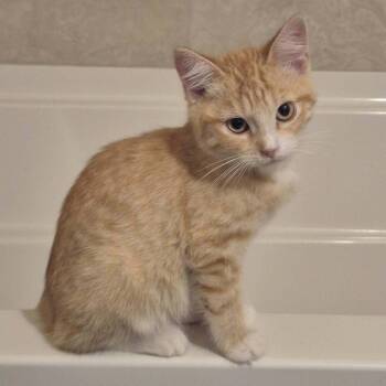 Waylon -  Domestic Short Hair and Extra Toes Cat Hemingway Polydactyl Cat for Adoption in Tucson, Arizona - Waylon | PetCurious