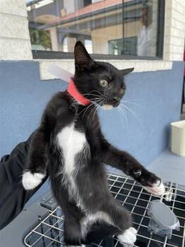 RED -  Domestic Short Hair Cat for Adoption in Houston, Texas - RED | PetCurious