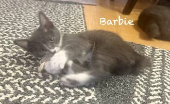 Barbie -  American Bobtail Cat for Adoption in Mission Viejo, California - Barbie | PetCurious