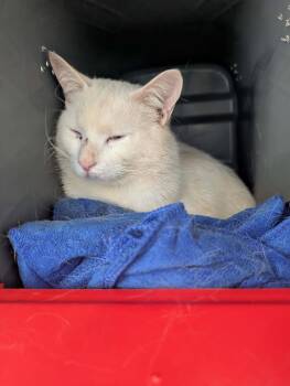 Domestic Short Hair Cats Available for Adoption in Rustburg, Virginia - Tiber - Not At The Shelter (Faith) | PetCurious