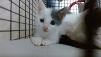 Domestic Short Hair Cats Available for Adoption in Doral, Florida - ZERIPH | PetCurious