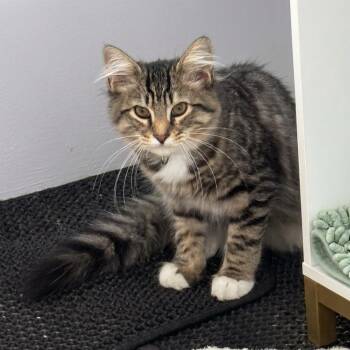 Cabernet -  Domestic Short Hair Cat for Adoption in Hopewell, Virginia - Cabernet | PetCurious