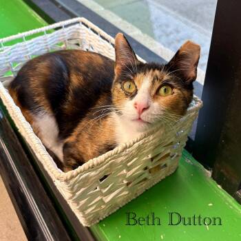 Beth Dutton -  Domestic Short Hair Cat for Adoption in Hazlet, New Jersey - Beth Dutton | PetCurious