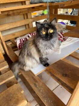 Rescue Himalayan and Persian Cats for Adoption in Brampton, Ontario - Rimini | PetCurious