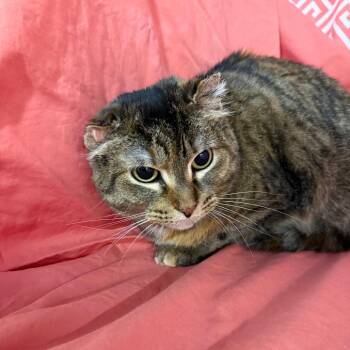 Domestic Short Hair Cats Available for Adoption - Scrunchy Tigger 5168 | PetCurious