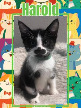 Harold -  Domestic Short Hair Cat for Adoption in Pasco, Washington - Harold | PetCurious