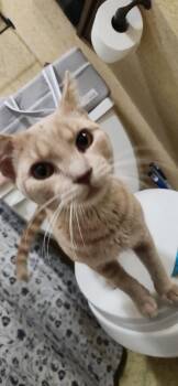 Domestic Short Hair Cats Available for Adoption in Crown Point, Indiana - Theo Von | PetCurious