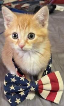 FINN -  Domestic Short Hair Cat for Adoption in Leesburg, Virginia - FINN | PetCurious