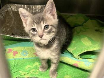 KATRINA -  Domestic Short Hair Cat for Adoption in Tustin, California - KATRINA | PetCurious