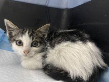 Madeline -  Domestic Short Hair Cat for Adoption in Oakland, California - Madeline | PetCurious